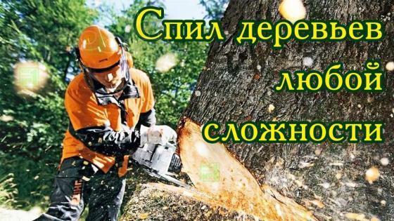 Спил деревьев в Белгороде
